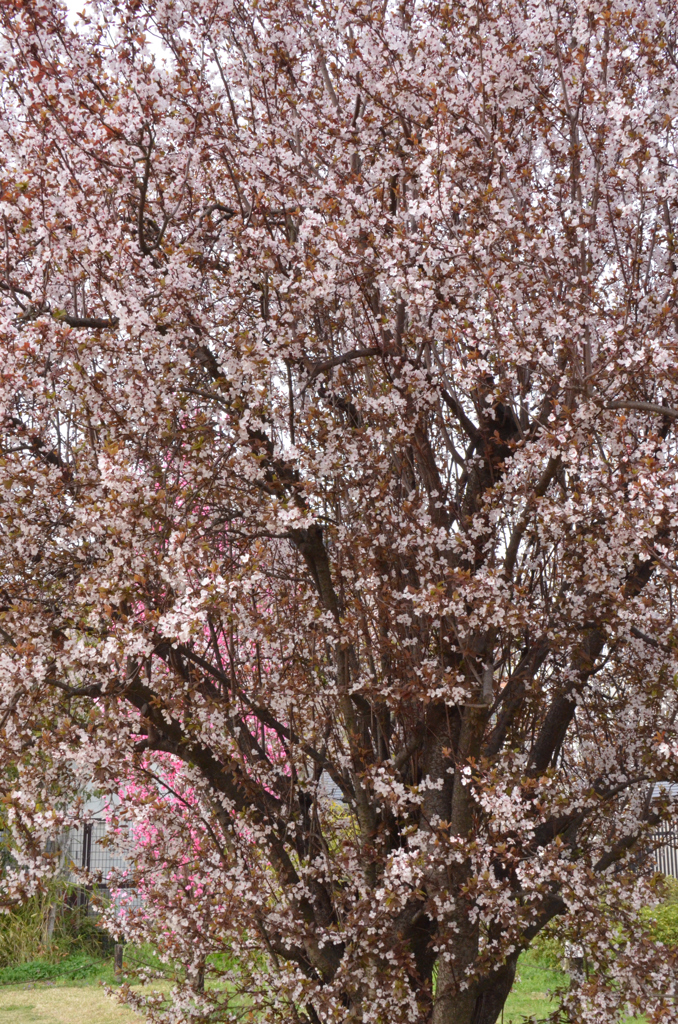 桜か薔薇か