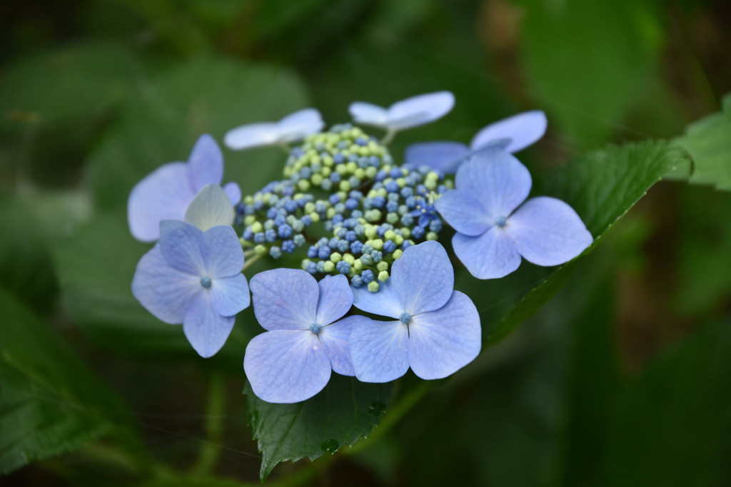 紫陽花