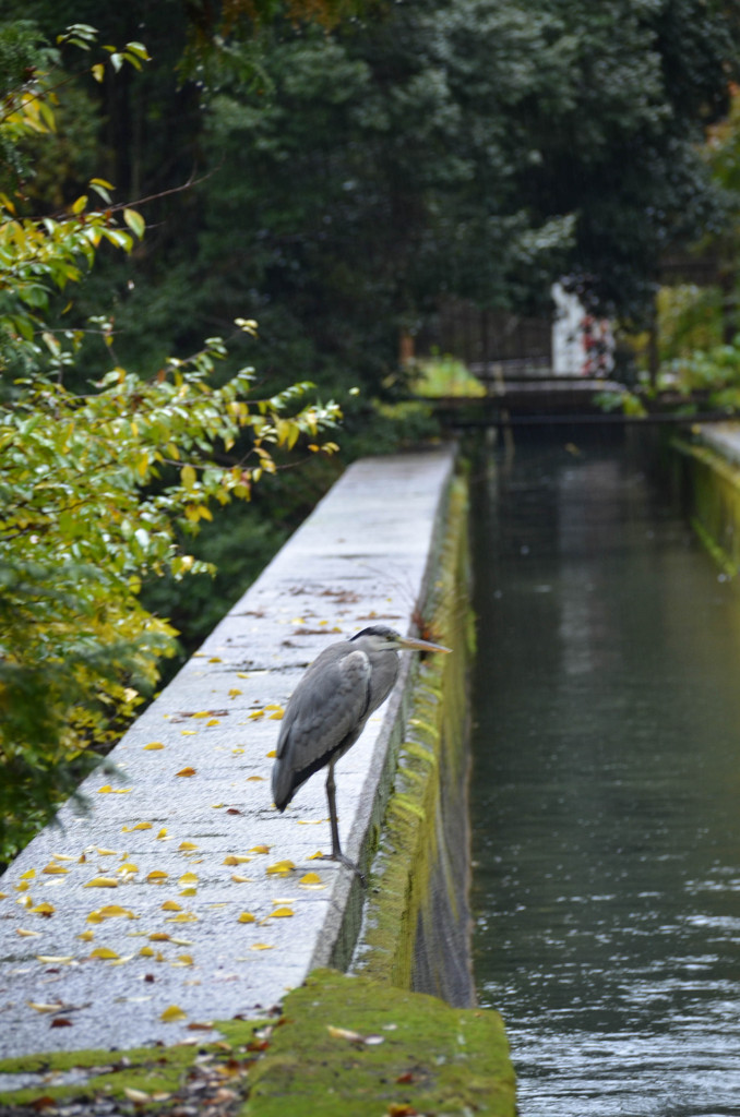 水路で休む鳥