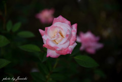 秋の薔薇