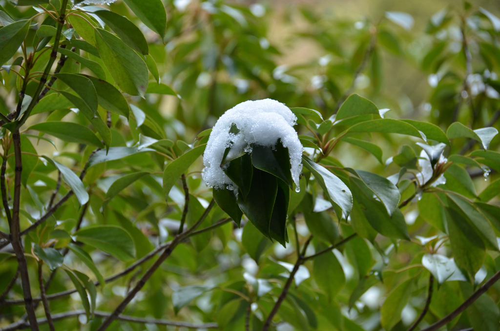 雪の帽子