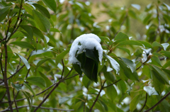 雪の帽子