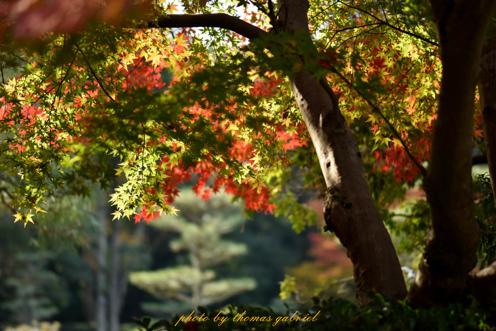 紅葉する奈良