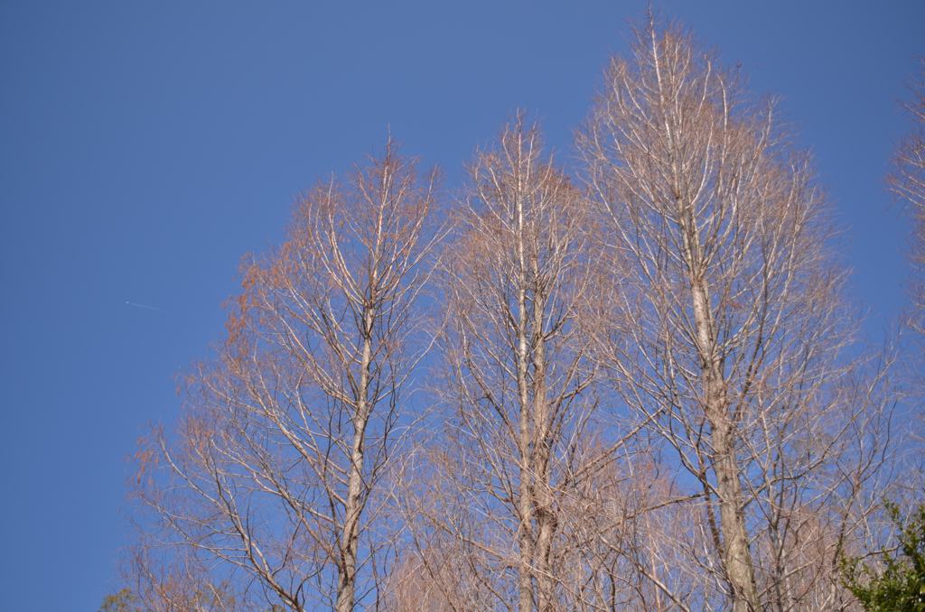 早春の青空