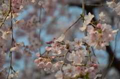 春の日に桜の花