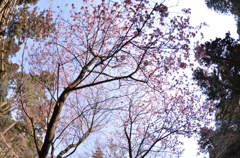 見上げれば桜