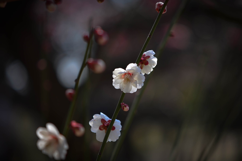 春近し