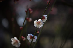 春近し