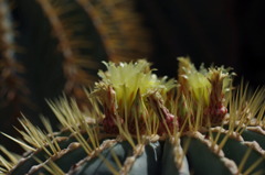 飛び出しそうな花