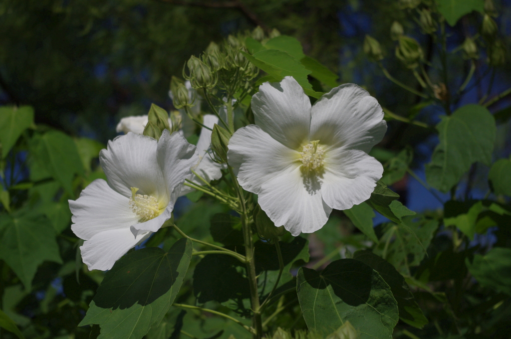 水生植物園で２１