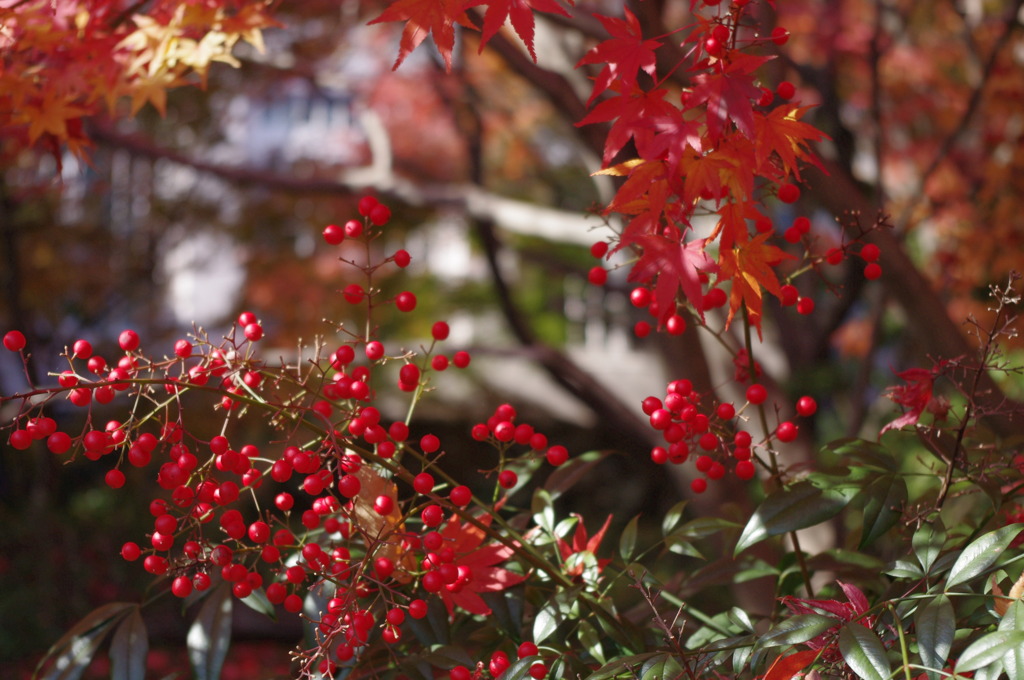 大山崎美術館の紅葉