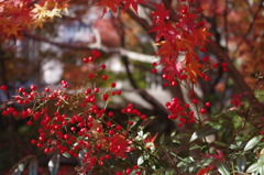 大山崎美術館の紅葉