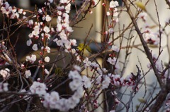 庭木にメジロが 9