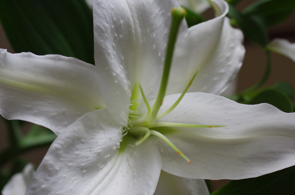 触手？（カサブランカ）