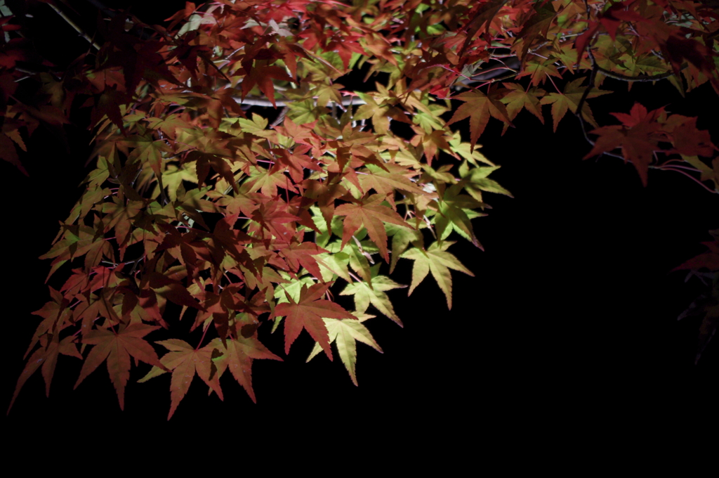 紅葉の夜