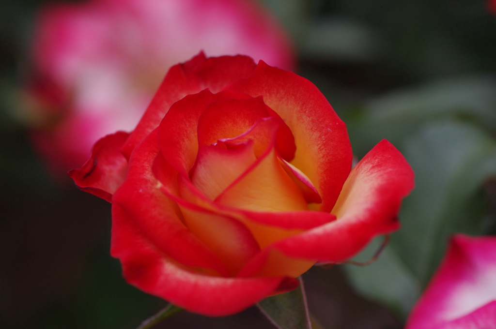Vermilion 