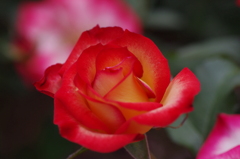 Vermilion 
