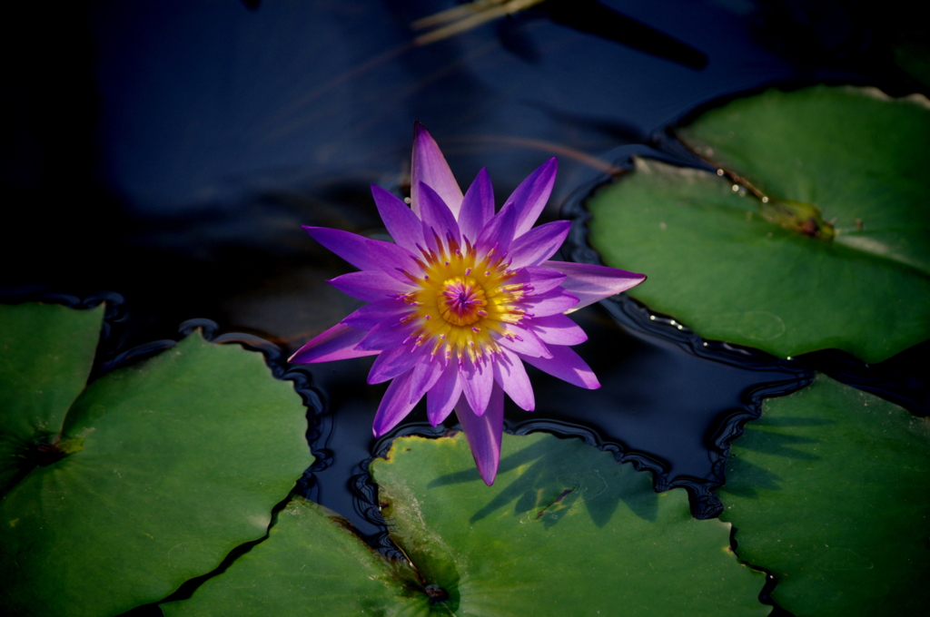 神戸花鳥園２７