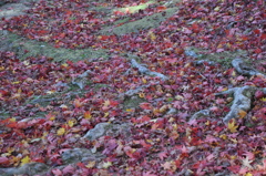 落ち葉の赤い絨毯