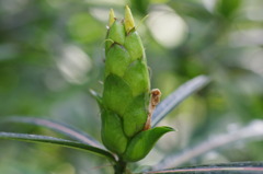 咲く時を待つ蕾