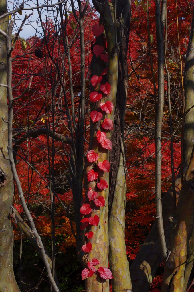 大山崎山荘美術館の紅葉