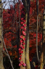 大山崎山荘美術館の紅葉