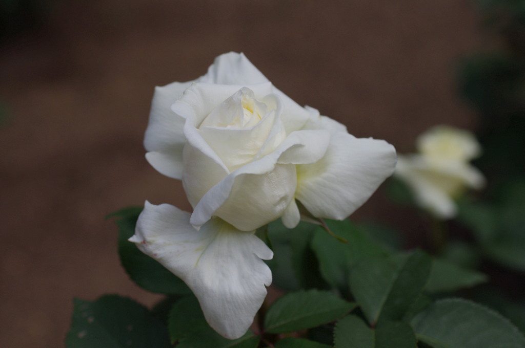 White Rose