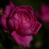 秋薔薇Ⅴ