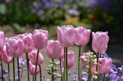 Transparent flower