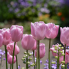 Transparent flower