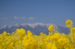 菜の花畑と比良山系
