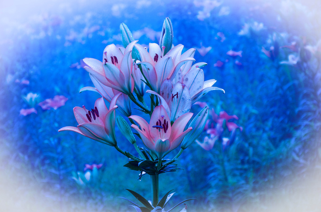 Turquois Blue