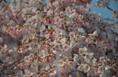 氷室神社の枝垂れ桜