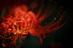 紅の誘惑