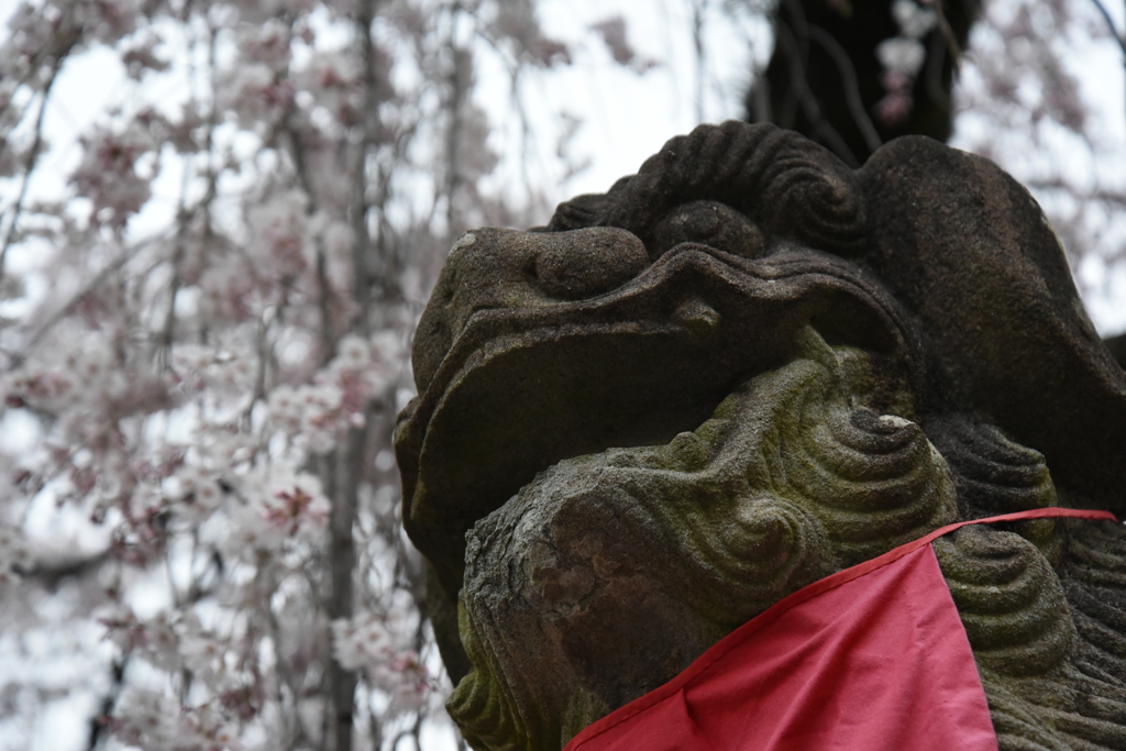 枝垂れ桜