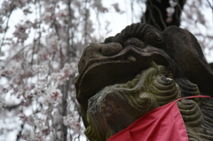 枝垂れ桜