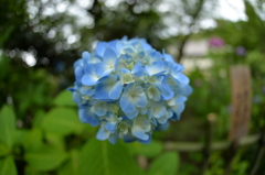 青い紫陽花の花
