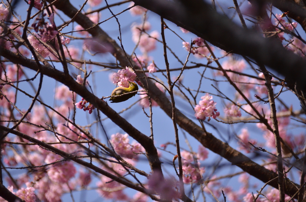 春の匂いに誘われて