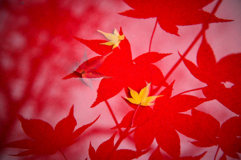 紅色の夢