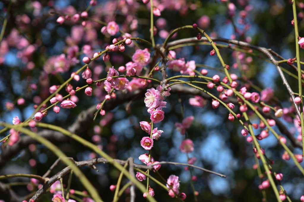 花の宴
