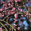 花の宴