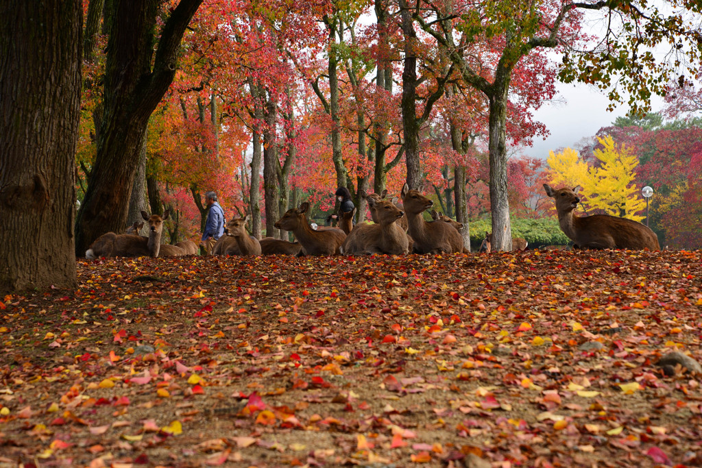 朝の奈良公園