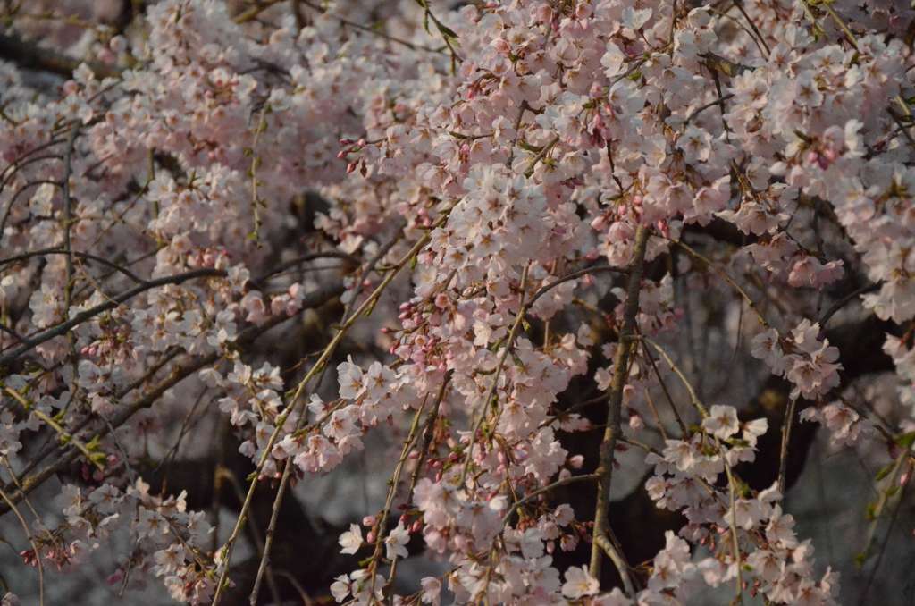 枝垂れ桜