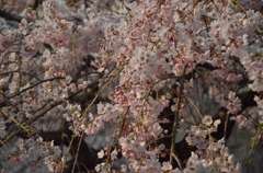 枝垂れ桜