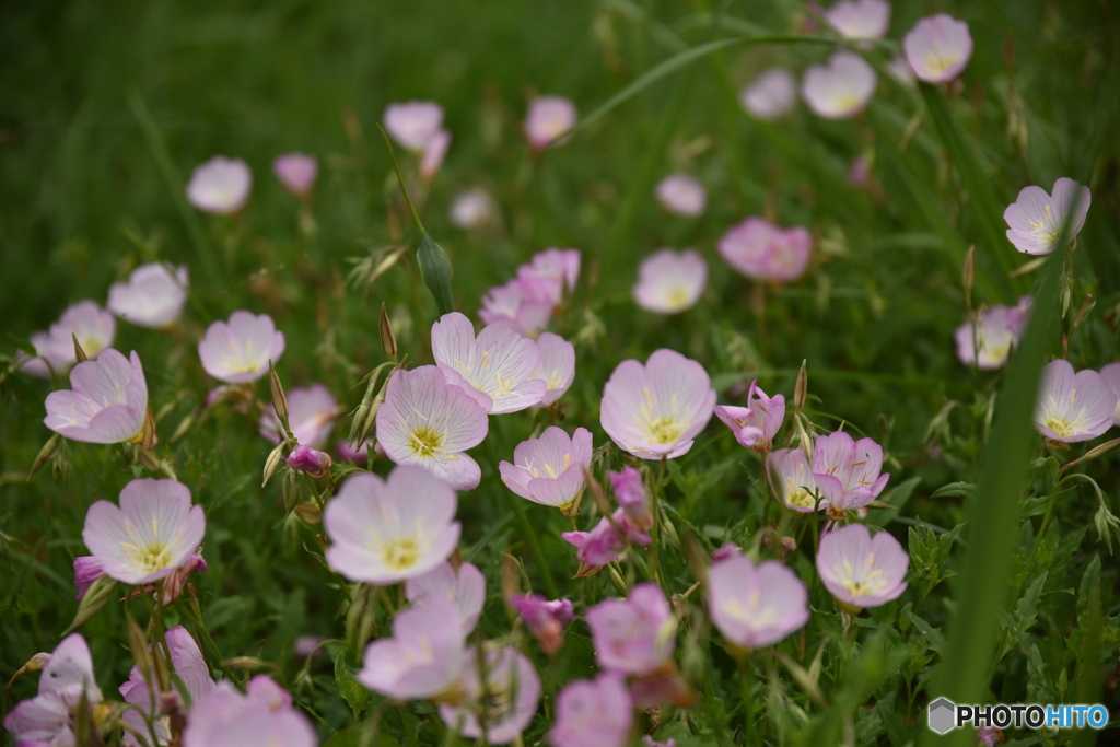 野を飾る花