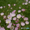 野を飾る花