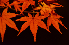 夜と紅葉
