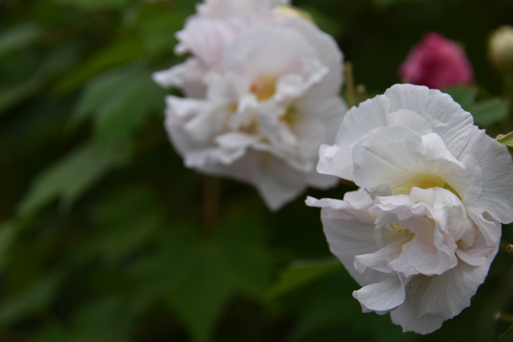 芙蓉の花