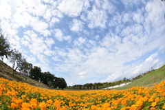 秋の碧空、黄色い花