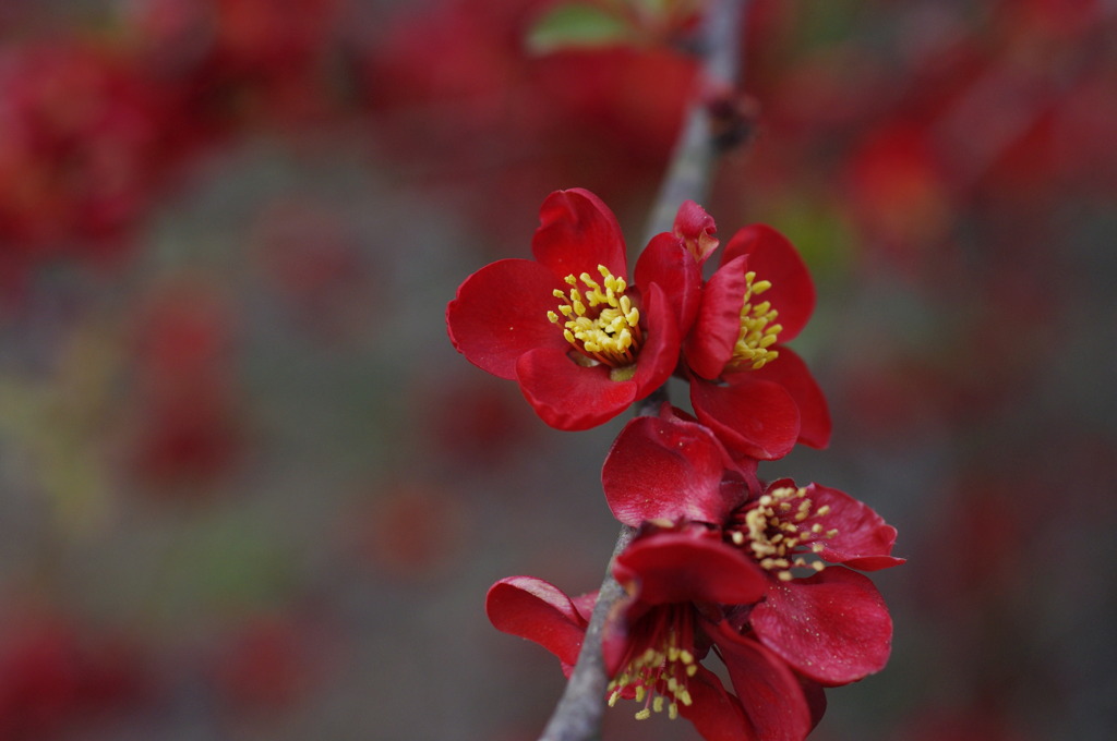 京都府立植物園で 13